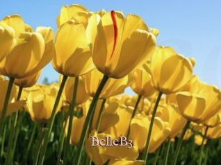 BelleB3