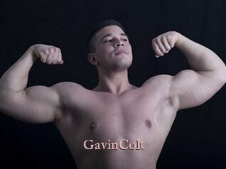 GavinColt