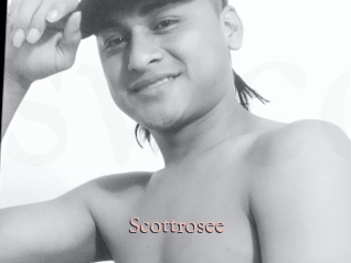 Scottrosee